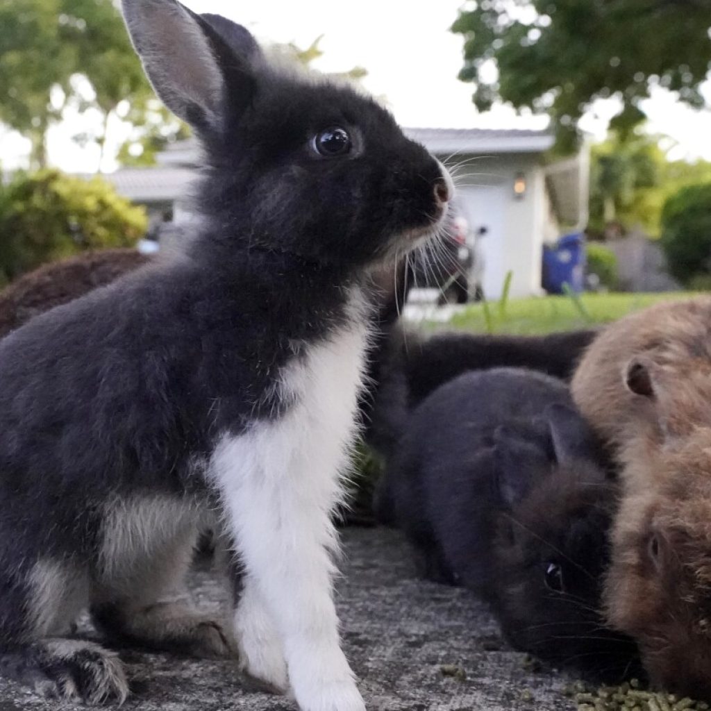 Fuzzy invasion of domestic rabbits has a Florida suburb hopping into a hunt for new owners | AP News