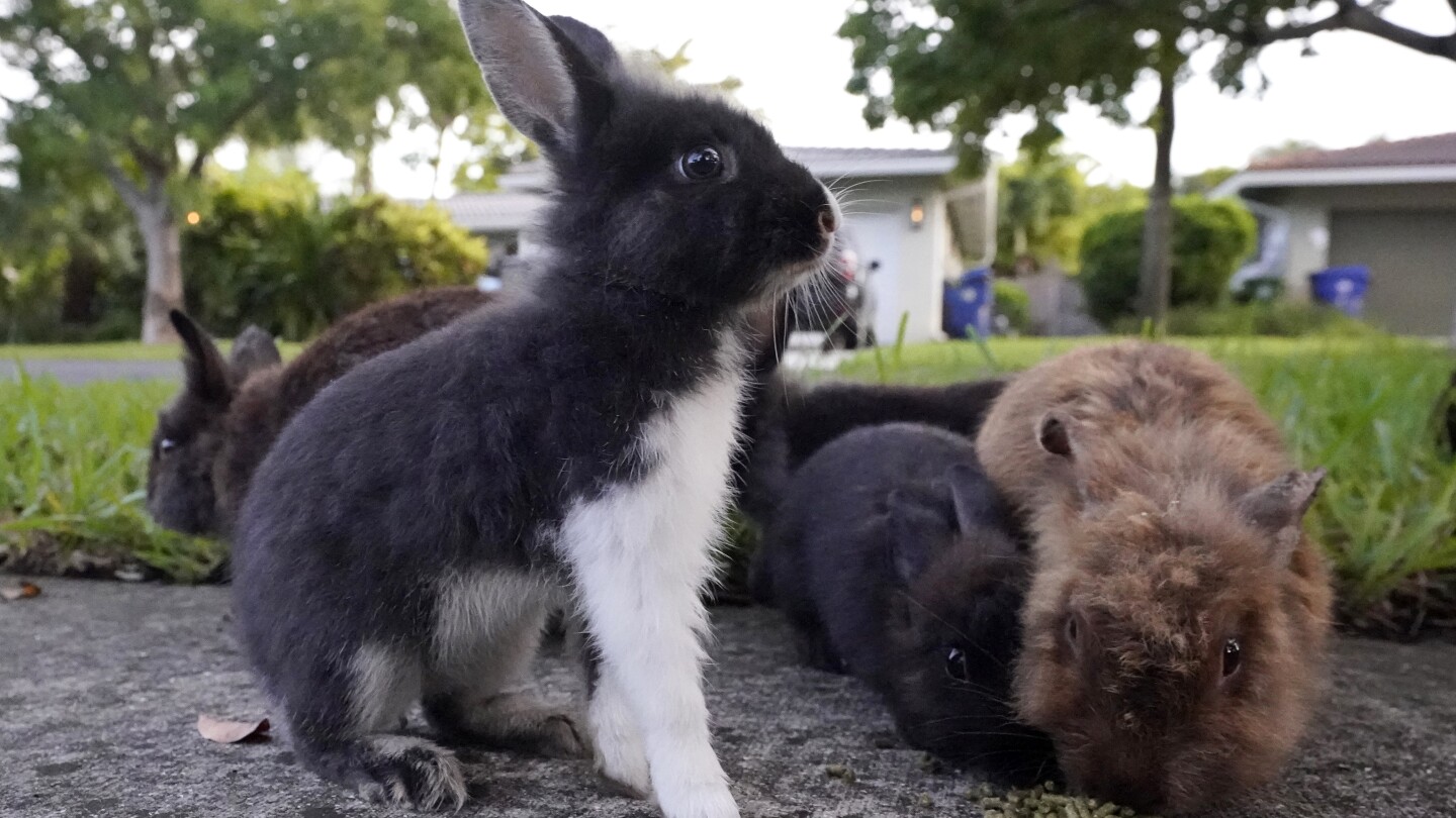 Fuzzy invasion of domestic rabbits has a Florida suburb hopping into a hunt for new owners | AP News