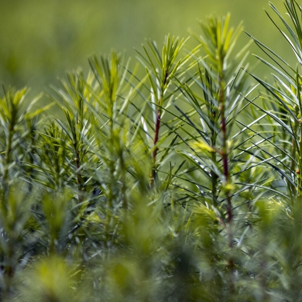 House Republicans propose planting a trillion trees as they move away from climate change denial | AP News