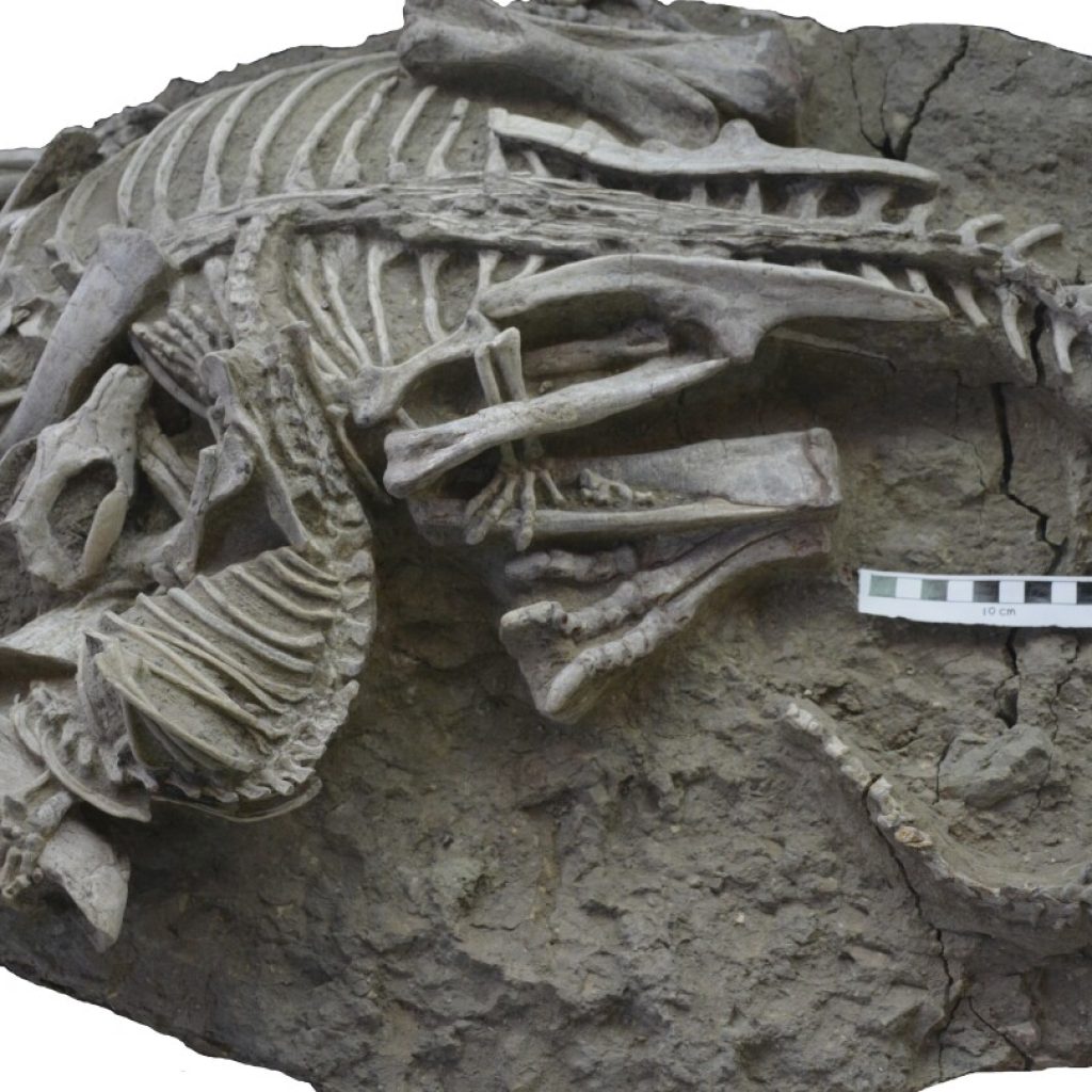 Mammals may have hunted down dinosaurs for dinner, rare fossil suggests | AP News