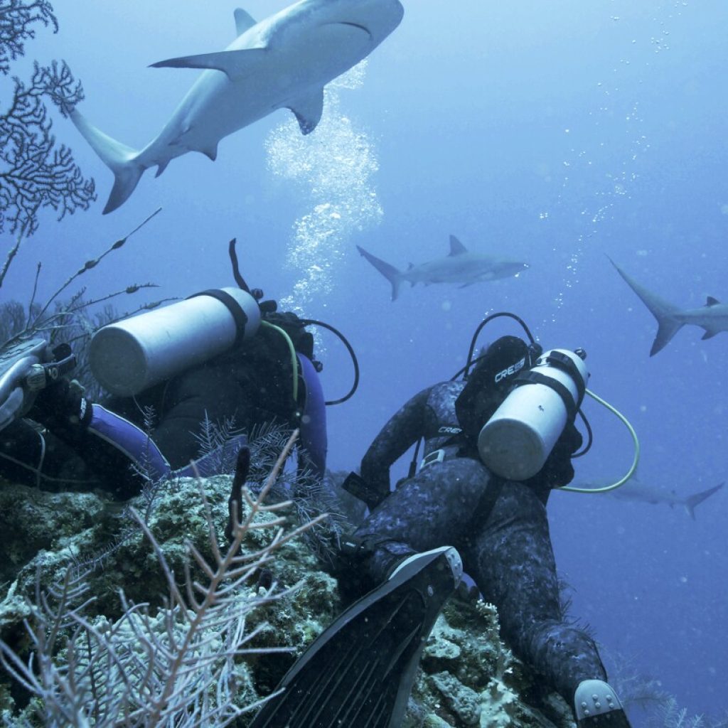 Jason Momoa hosts Discovery’s ‘Shark Week,’ featuring feeding frenzies and junkie sharks | AP News