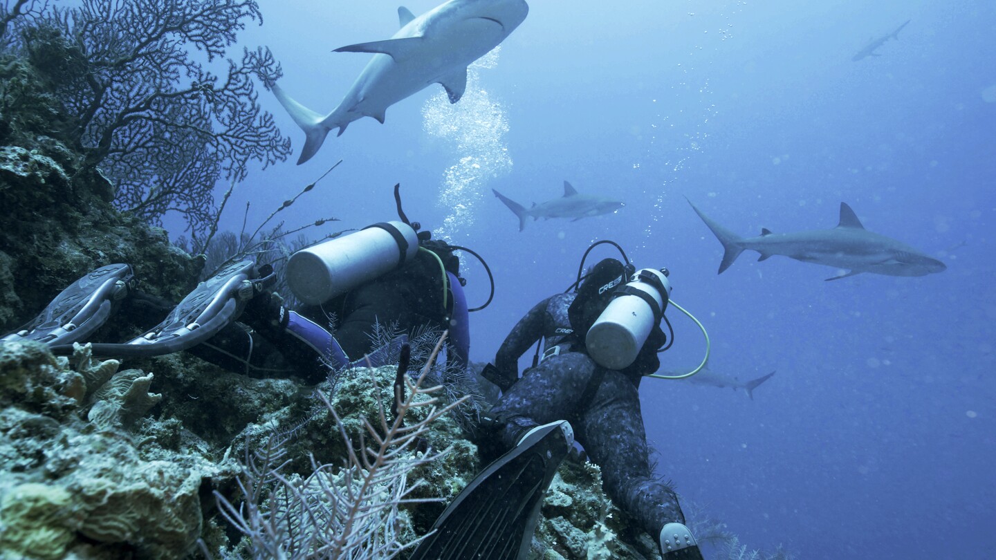 Jason Momoa hosts Discovery’s ‘Shark Week,’ featuring feeding frenzies and junkie sharks | AP News