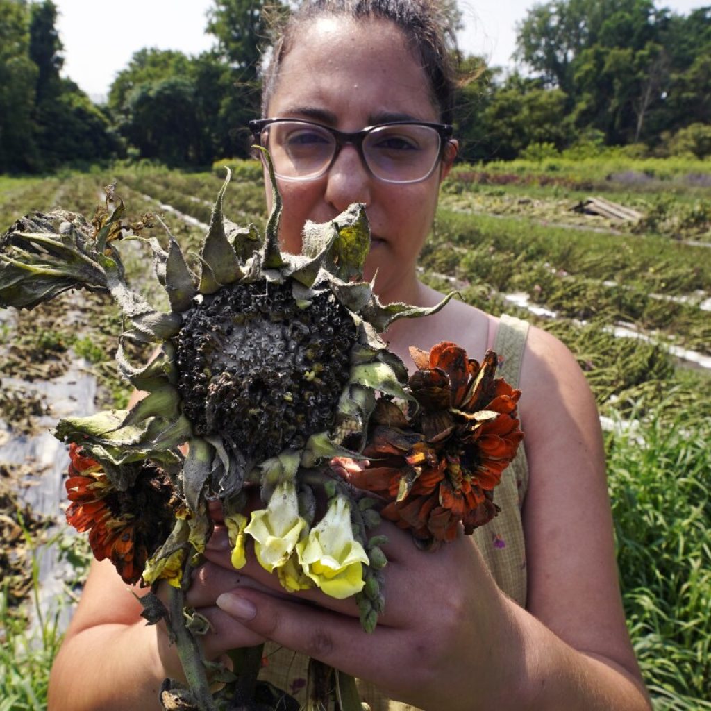 Northeast floods devastate farmers as crops are swept away | AP News