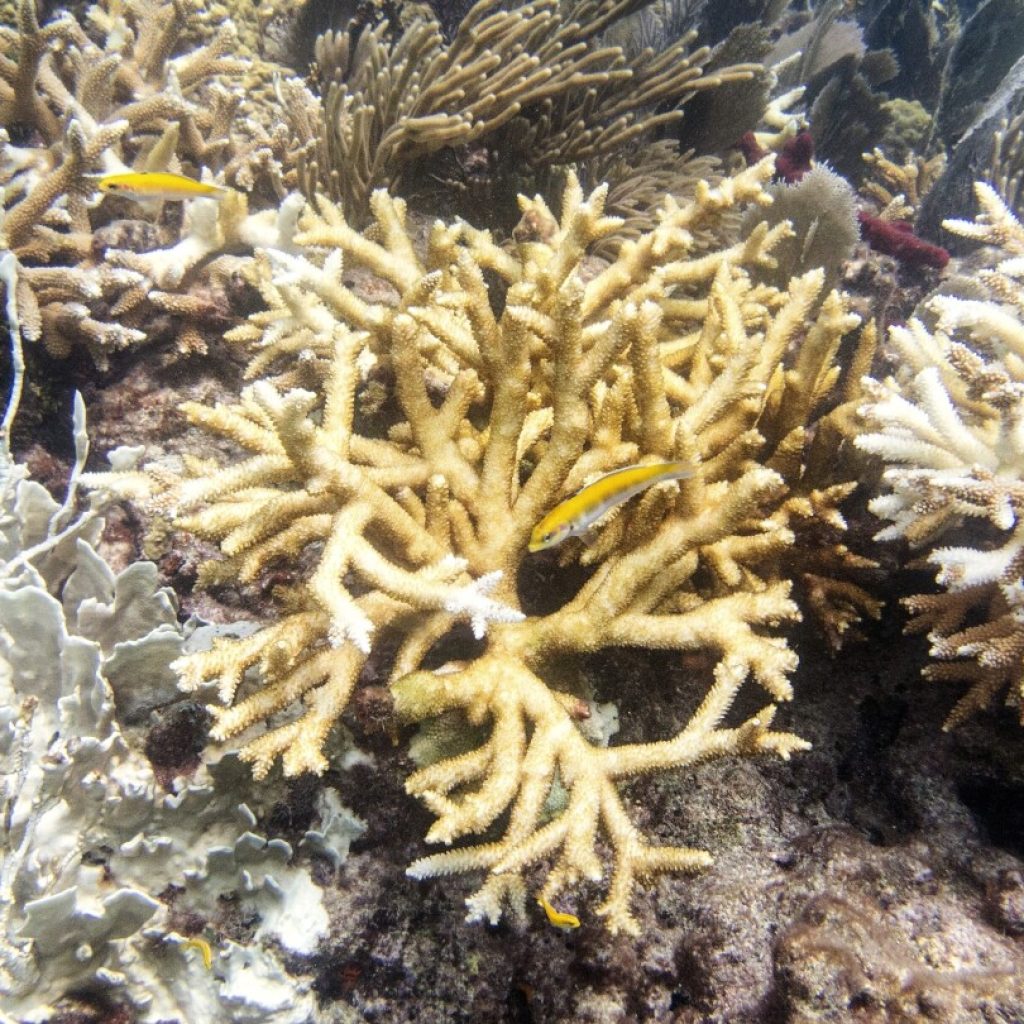 Scientists: Florida Keys coral reefs are already bleaching as water temperatures hit record highs | AP News