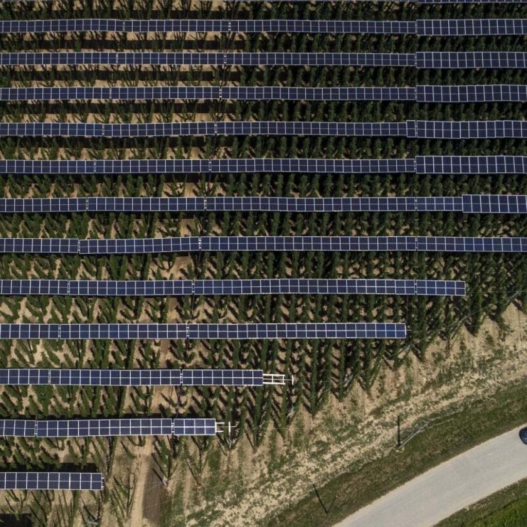 Hops for beer flourish under solar panels. They’re not the only crop thriving in the shade. | AP News