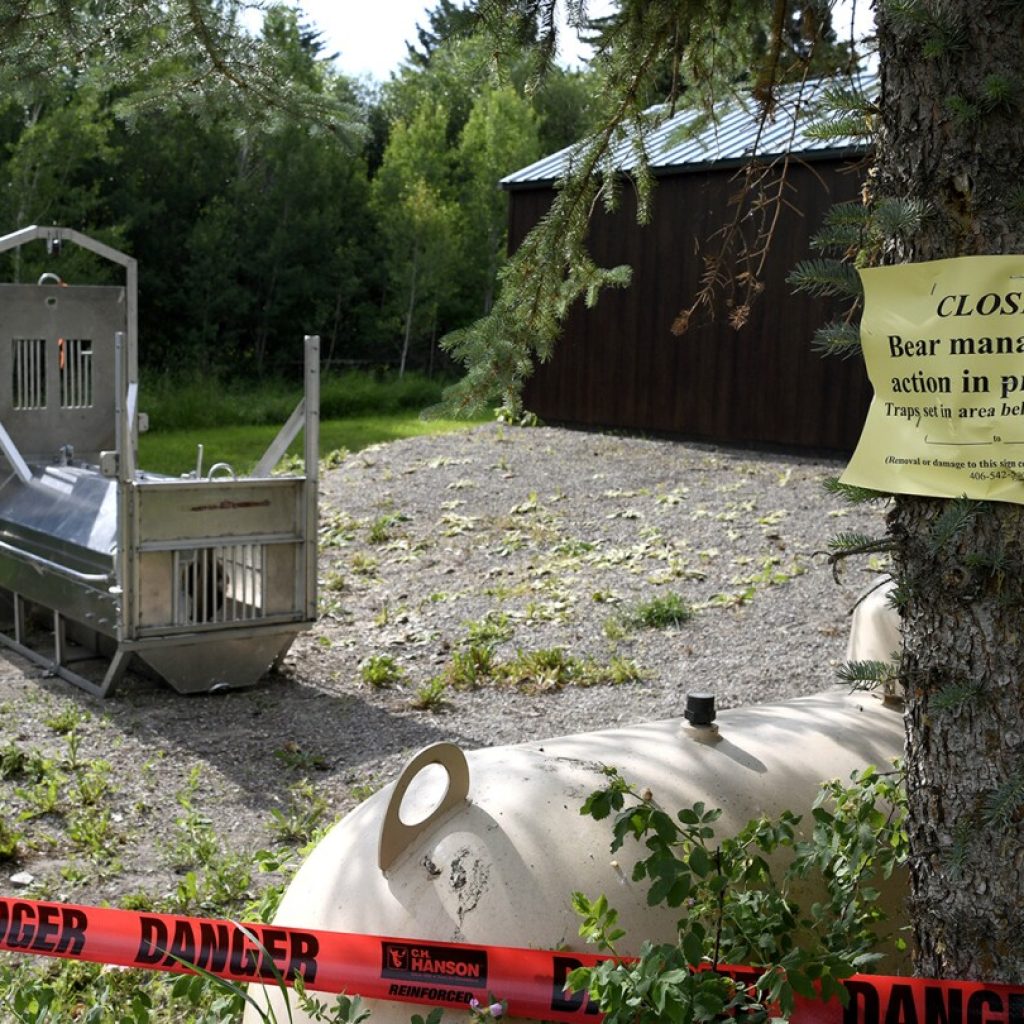 Authorities search for grizzly bear that killed woman near Yellowstone National Park | AP News