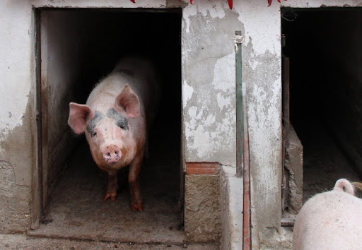 Ministarstvo: Afrička kuga svinja u Srbiji registrovana u 918 gazdinstava, ubijeno 11.840 svinja