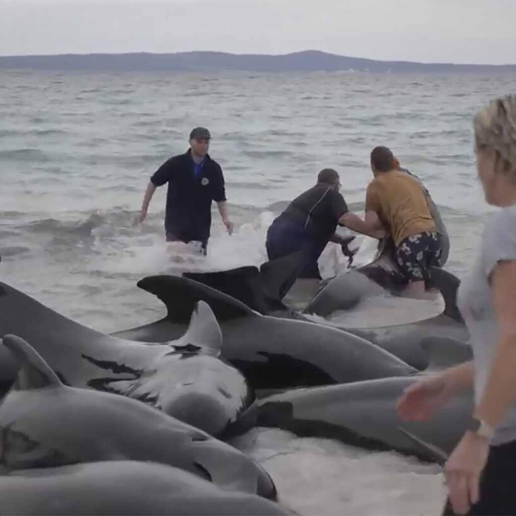 Nearly 100 pilot whales strand themselves on an Australian beach. Half have died despite efforts | AP News