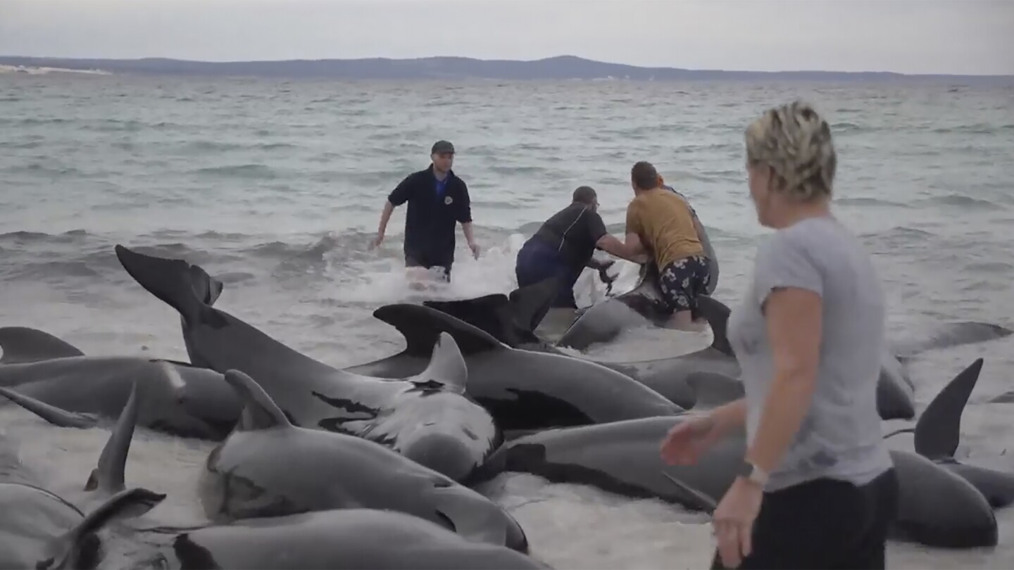 Nearly 100 pilot whales strand themselves on an Australian beach. Half have died despite efforts | AP News