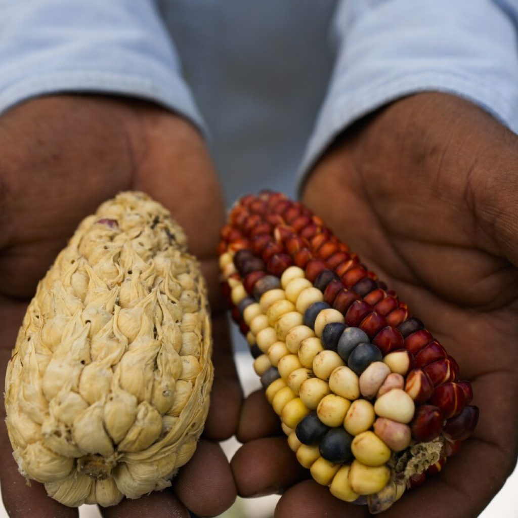 Heirloom corn in a rainbow of colors makes a comeback in Mexico, where white corn has long been king | AP News