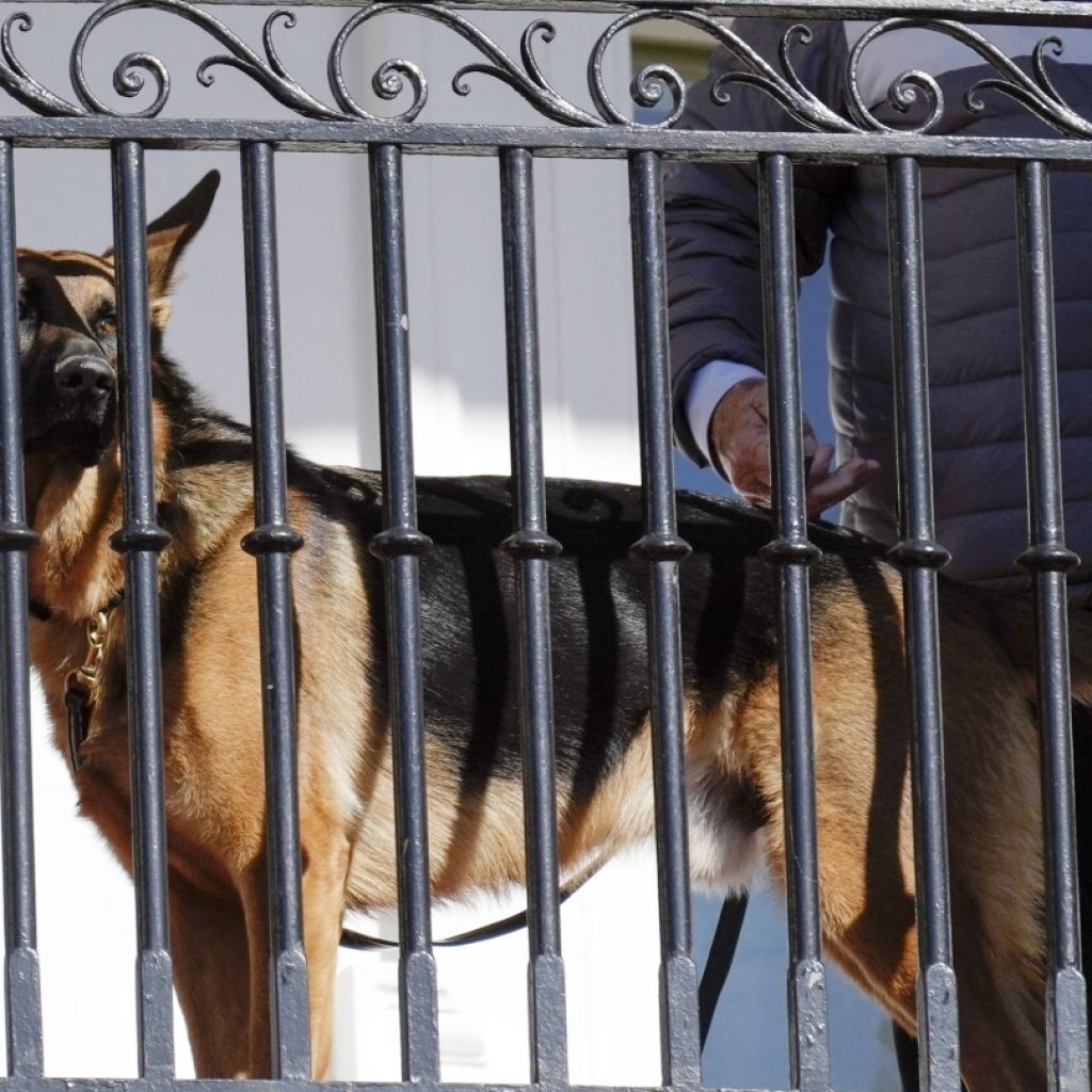 Biden’s dog Commander has bitten Secret Service officers 10 times in four months, records show | AP News