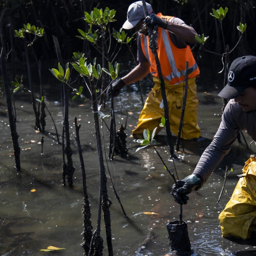 Mangrove forest thrives around what was once Latin America’s largest landfill | AP News