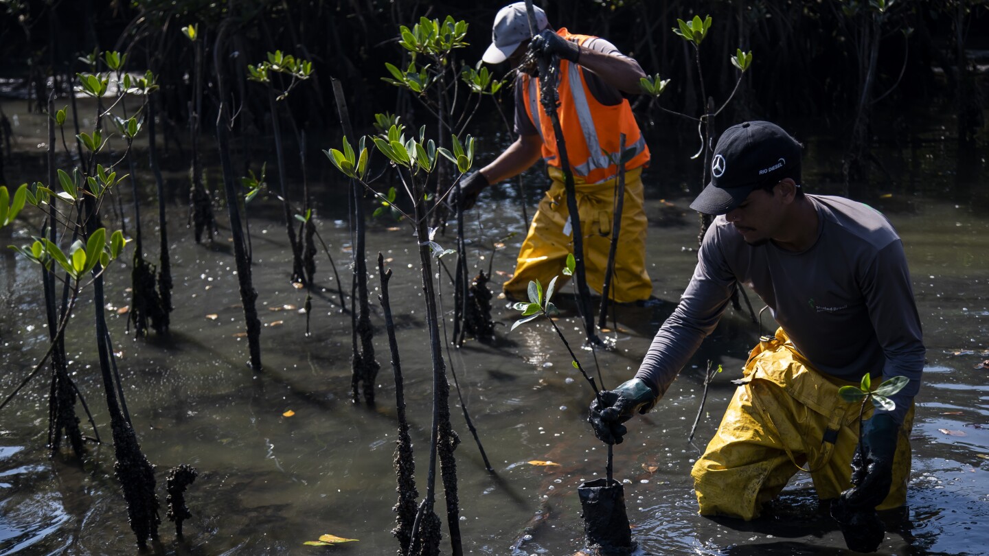 Mangrove forest thrives around what was once Latin America’s largest landfill | AP News