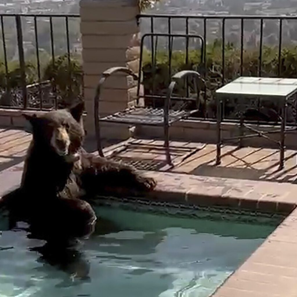 In summer heat, bear spotted in Southern California backyard Jacuzzi | AP News