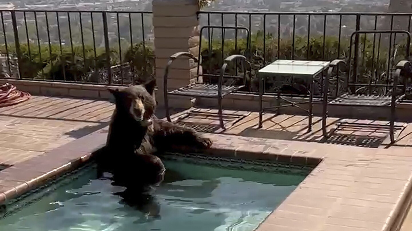 In summer heat, bear spotted in Southern California backyard Jacuzzi | AP News
