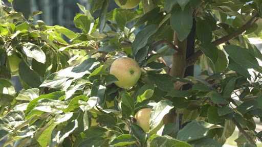 Najavljeno otvaranje tržišta Kine za srpske proizvođače jabuka