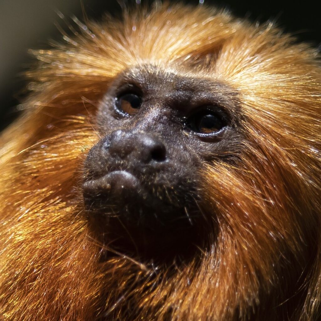 Brazil’s endangered golden monkeys have recovered following big population drop from yellow fever | AP News