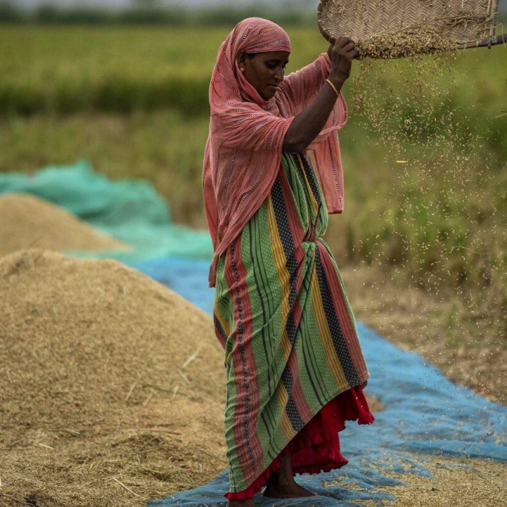 Global food prices rise after Russia ends grain deal and India restricts rice exports | AP News