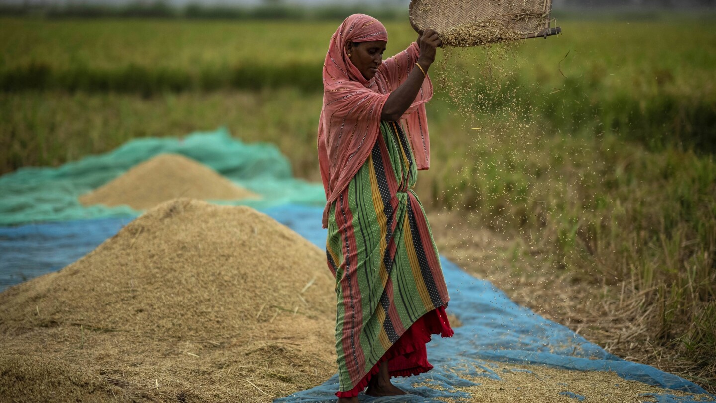 Global food prices rise after Russia ends grain deal and India restricts rice exports | AP News