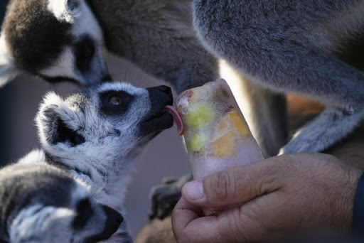 U grčkom zoološkom parku životinje hrane zamrznutom hranom zbog vrućine