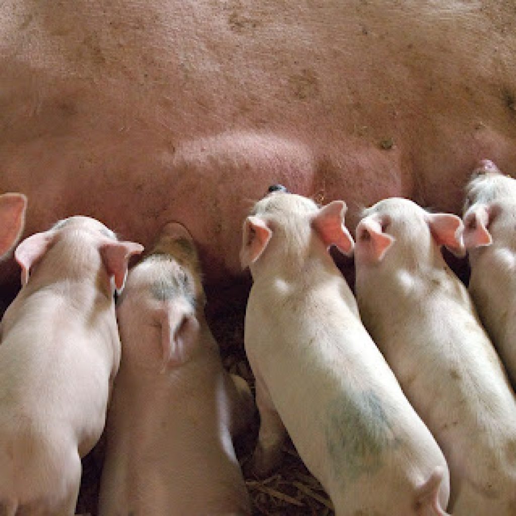 Afrička kuga svinja potvrđena na 1.343 gazdinstva u Srbiji