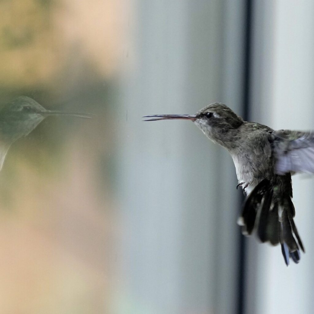 A woman in Mexico City turns her apartment into a clinic for dozens of ailing hummingbirds | AP News