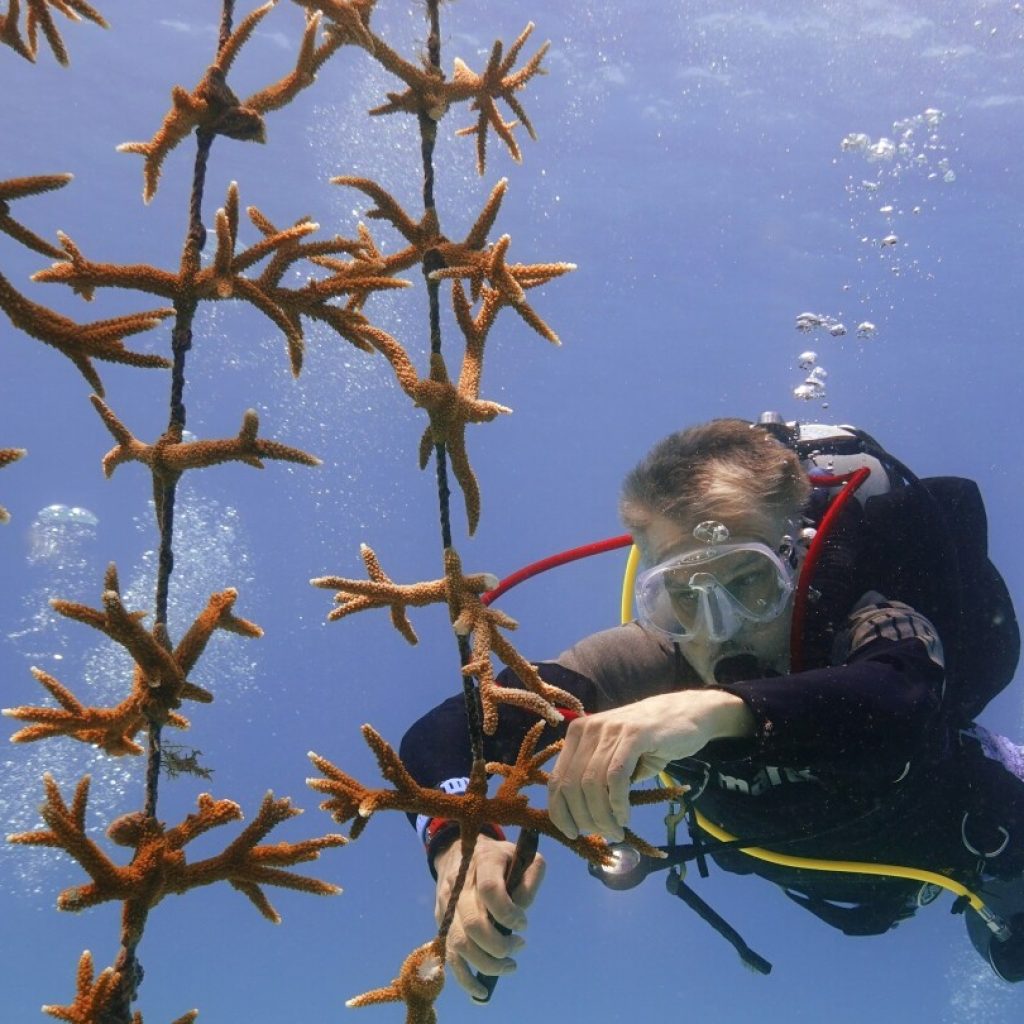 High ocean temperatures are harming the Florida coral reef. Rescue crews are racing to help | AP News