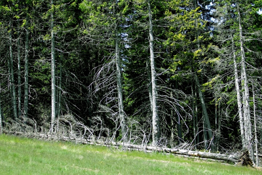 Rumunija plaća vlasnicima šuma da ne seku drveće