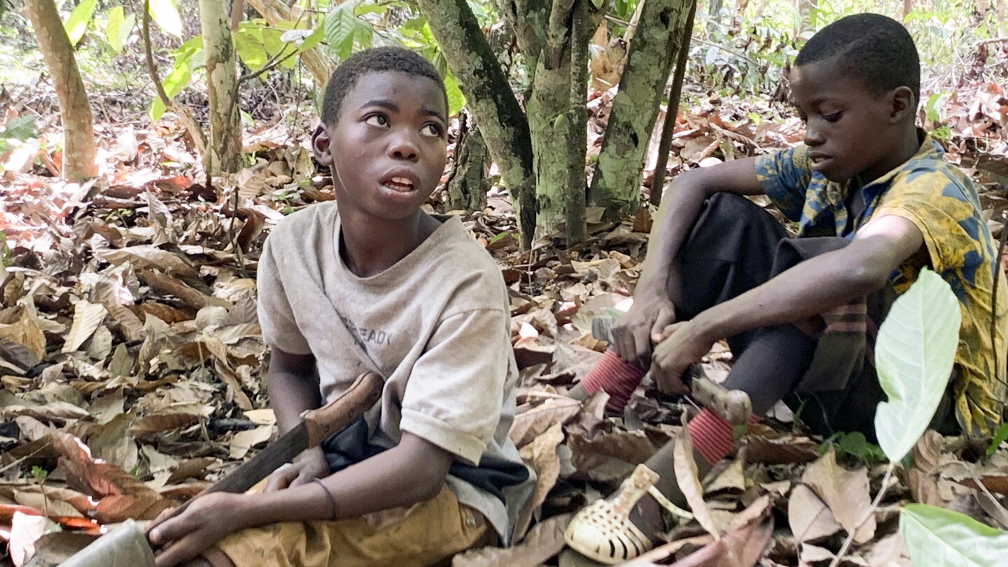 Advocates sue federal government for failing to ban imports of cocoa harvested by children | AP News