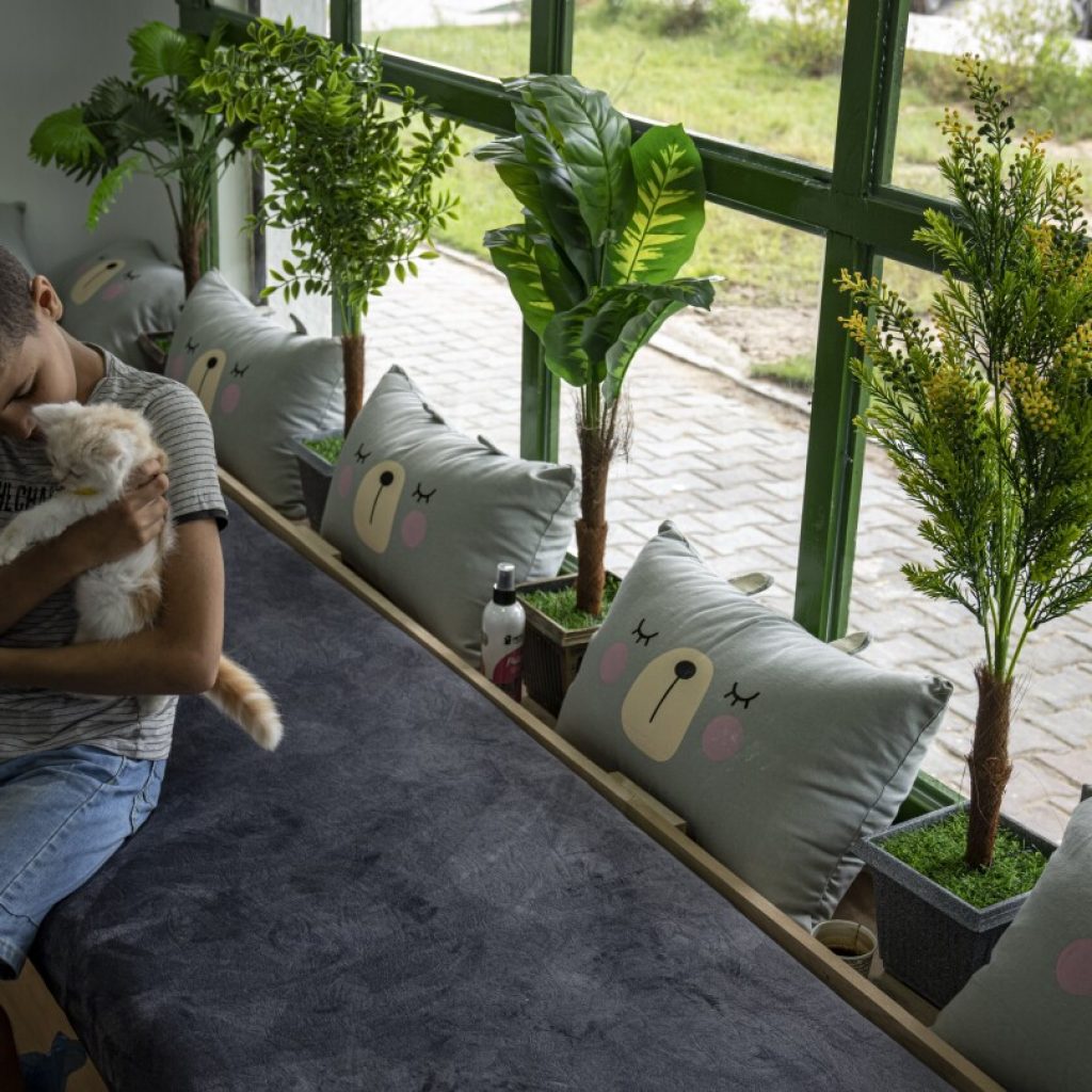 The Gaza Strip gets its first cat cafe, a cozy refuge from life under blockade | AP News