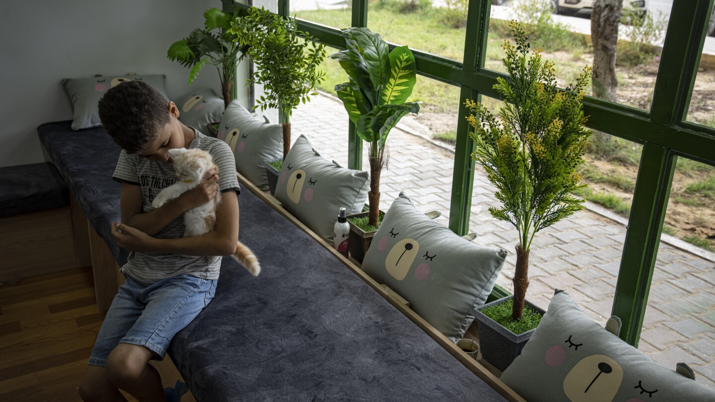 The Gaza Strip gets its first cat cafe, a cozy refuge from life under blockade | AP News