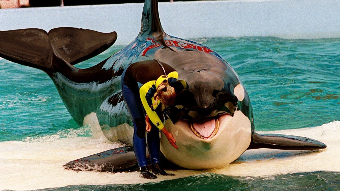 Lolita the orca, captive for more than a half-century, dies at Miami Seaquarium | AP News
