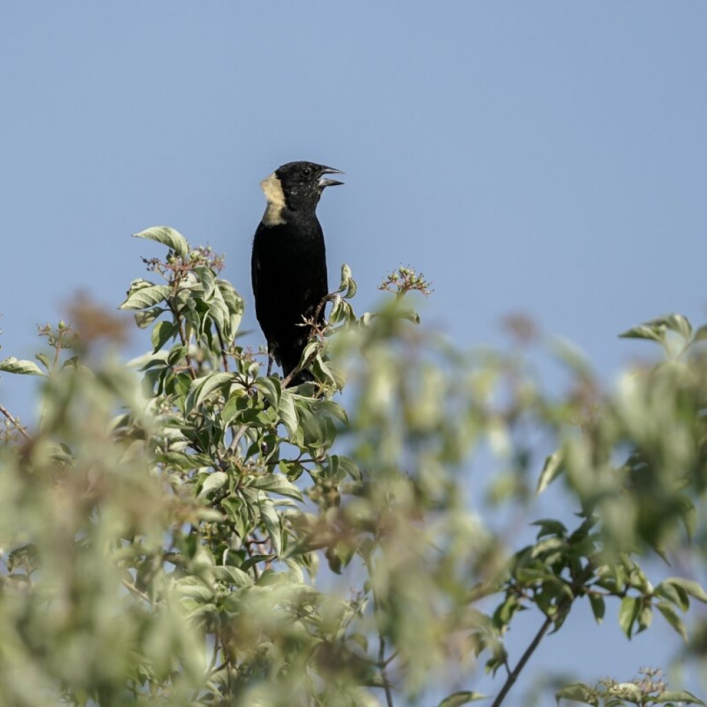 North American grassland birds in peril, spurring all-out effort to save birds and their habitat | AP News