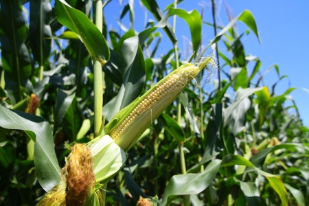Na Produktnoj berzi kukuruz pojeftinio 5,3 odsto, a pšenica 3,8 odsto