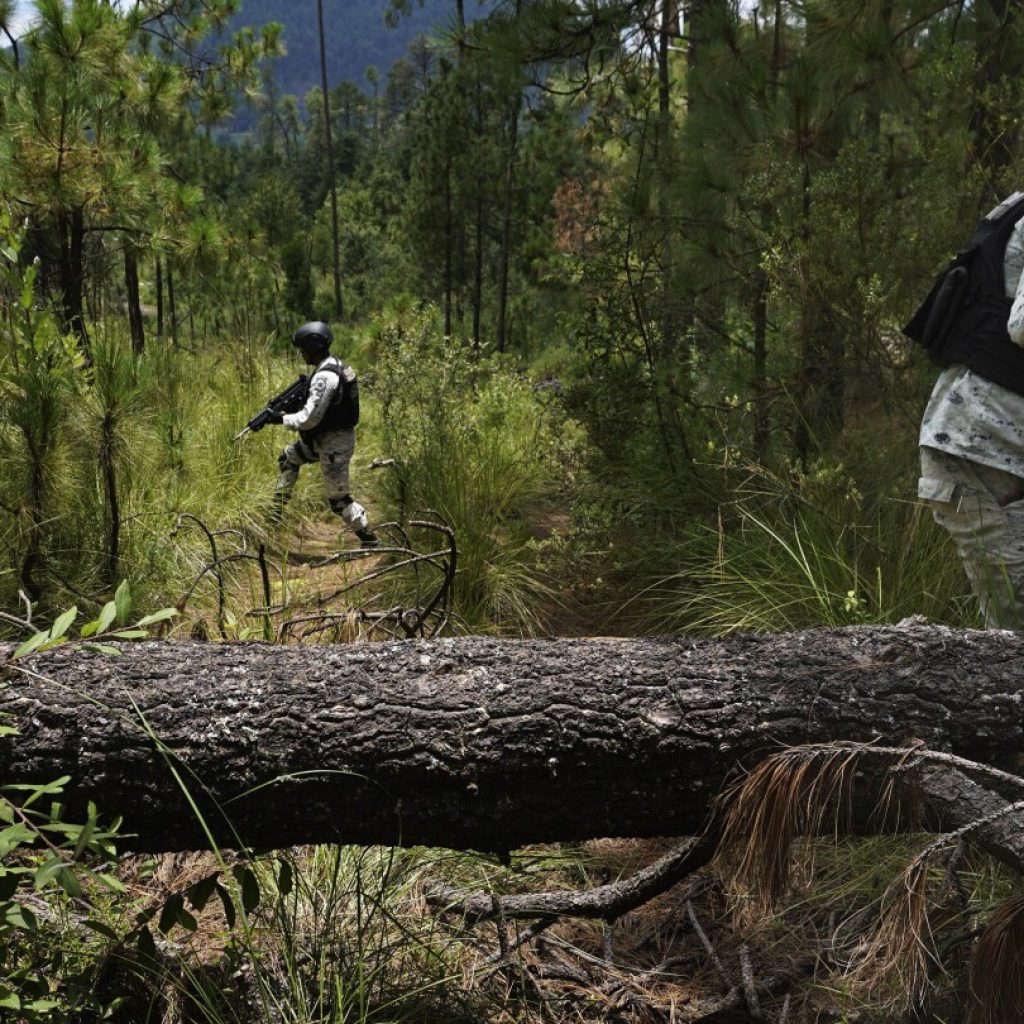 Illegal logging thrives in Mexico City’s forest-covered boroughs, as locals strive to plant trees | AP News