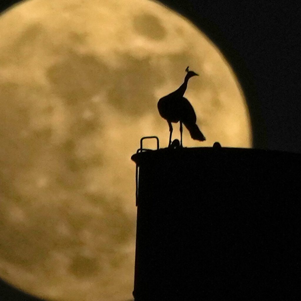 See photos of the rare blue supermoon dazzling stargazers around the world | AP News