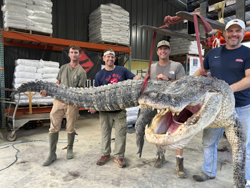 Ulovljen najduži aligator u istoriji Misisipija
