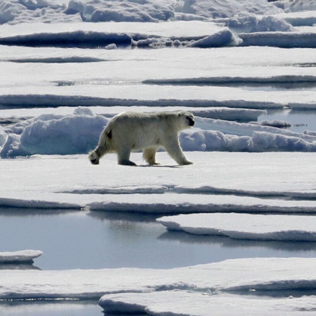 Scientists say study found a direct link between greenhouse gas emissions and polar bear survival | AP News