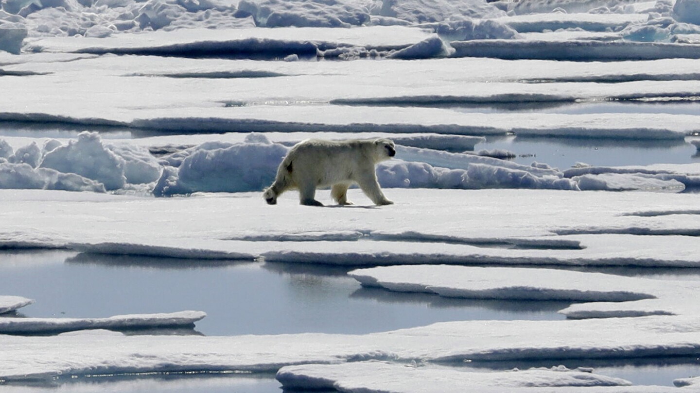 Scientists say study found a direct link between greenhouse gas emissions and polar bear survival | AP News