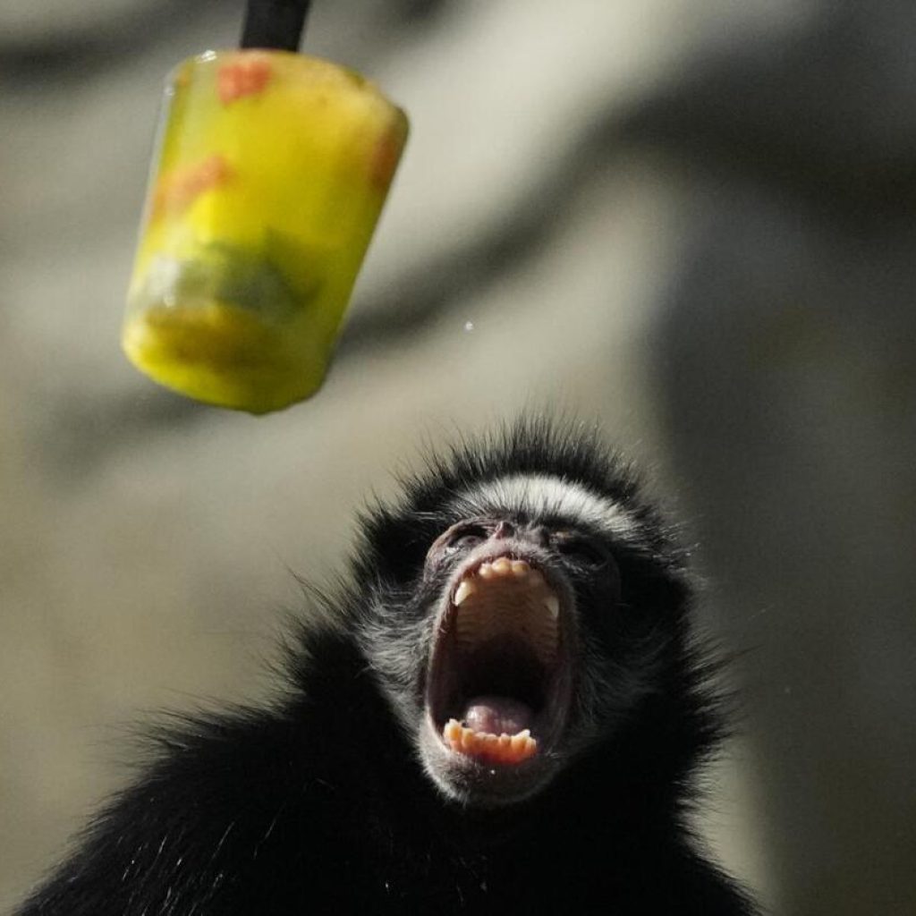 Ice pops cool down monkeys in Brazil at a Rio zoo during a rare winter heat wave | AP News