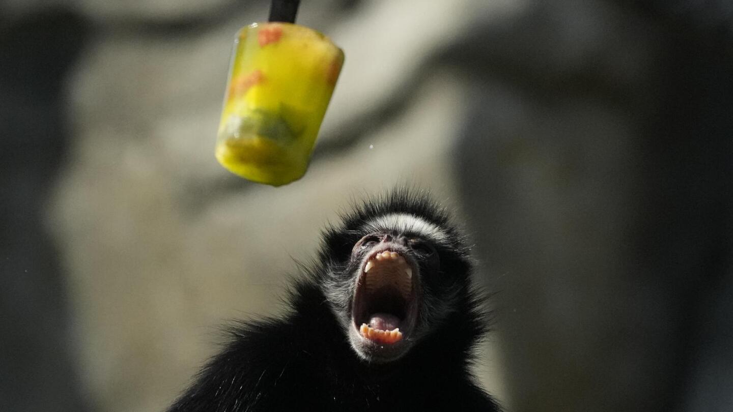 Ice pops cool down monkeys in Brazil at a Rio zoo during a rare winter heat wave | AP News