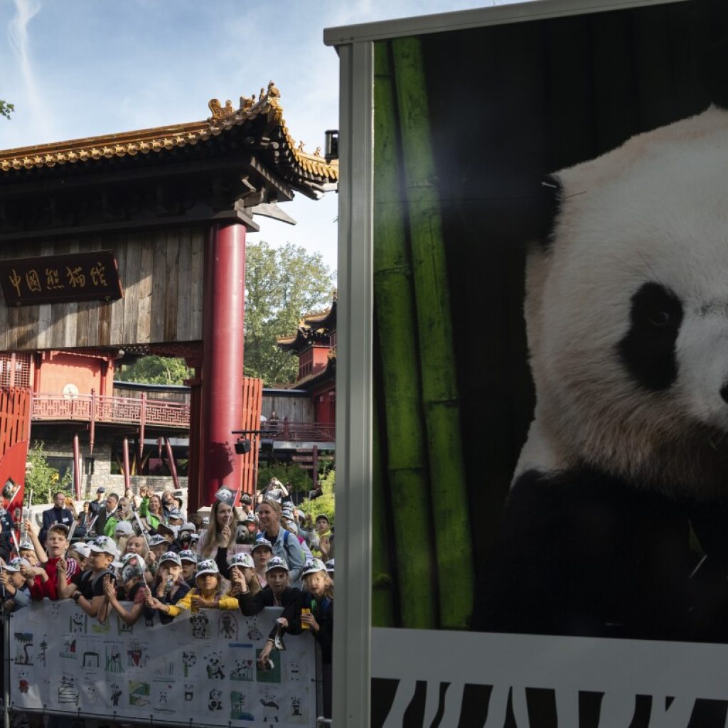 Giant panda Fan Xing leaves a Dutch zoo for her home country China | AP News