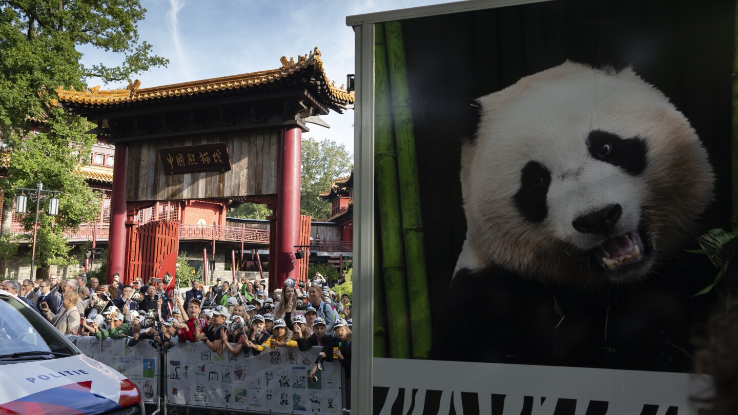 Giant panda Fan Xing leaves a Dutch zoo for her home country China | AP News