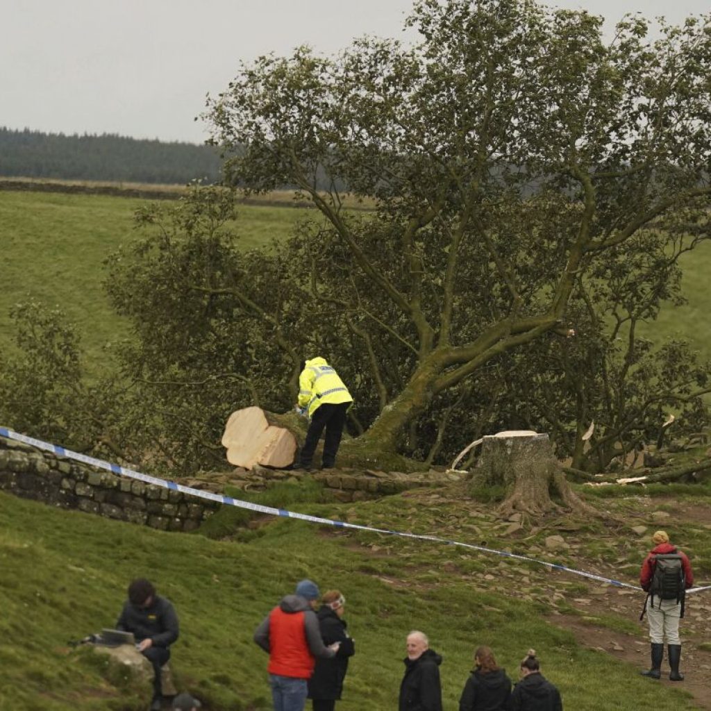 UK police are investigating the ‘deliberate felling’ of a famous tree at Hadrian’s Wall | AP News