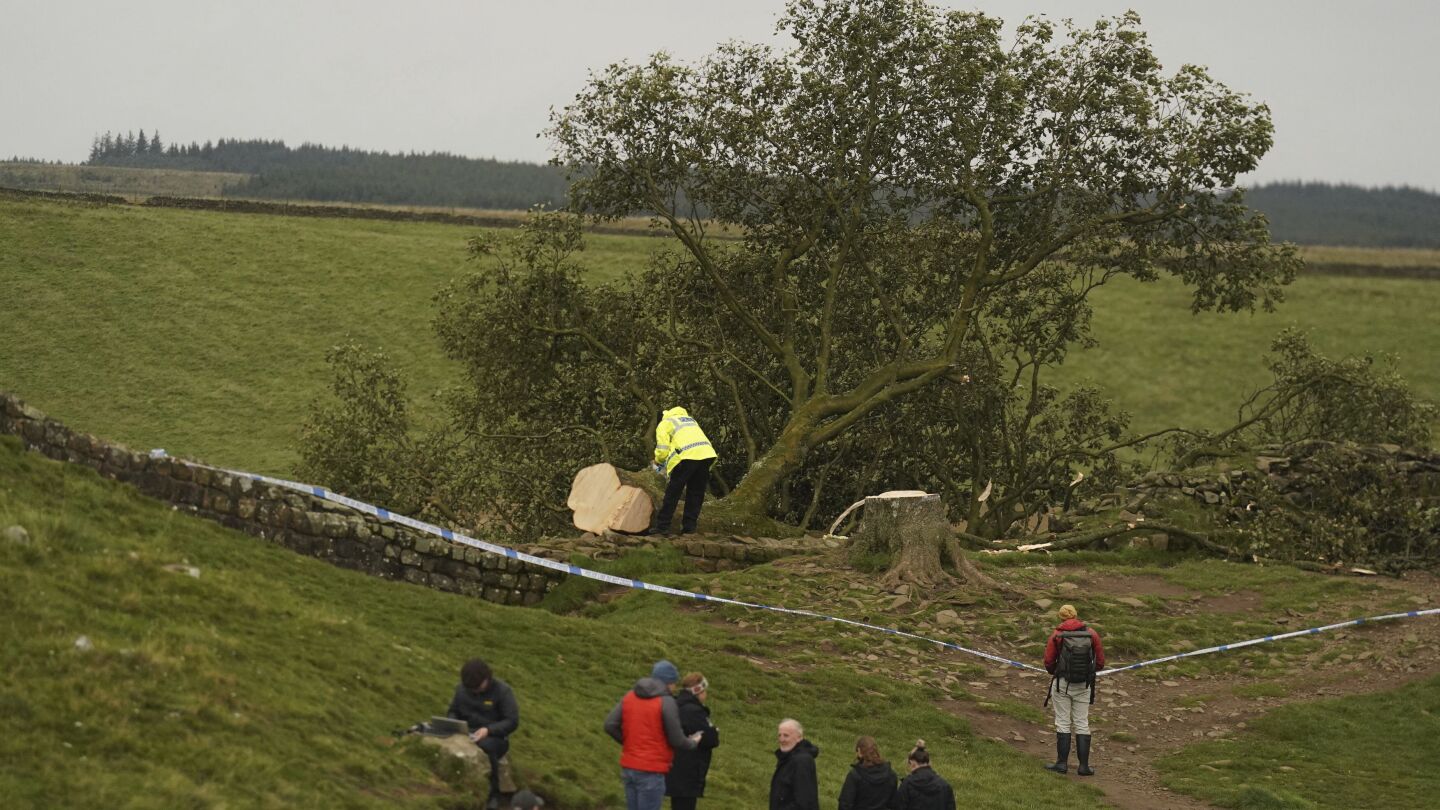 UK police are investigating the ‘deliberate felling’ of a famous tree at Hadrian’s Wall | AP News