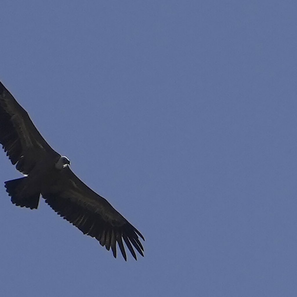 Spanish griffon vultures are released into the wild in Cyprus to replenish the dwindling population | AP News