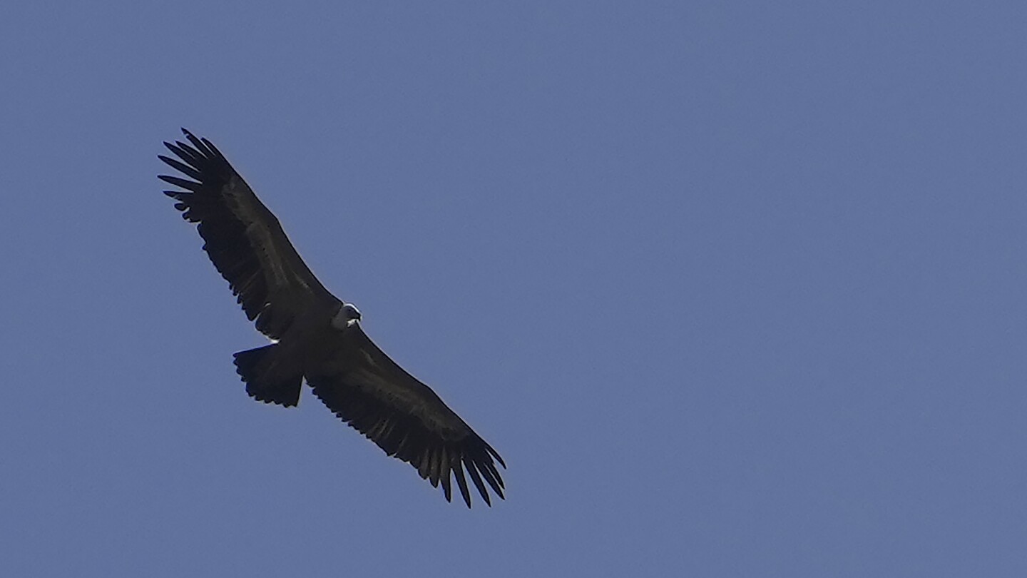 Spanish griffon vultures are released into the wild in Cyprus to replenish the dwindling population | AP News