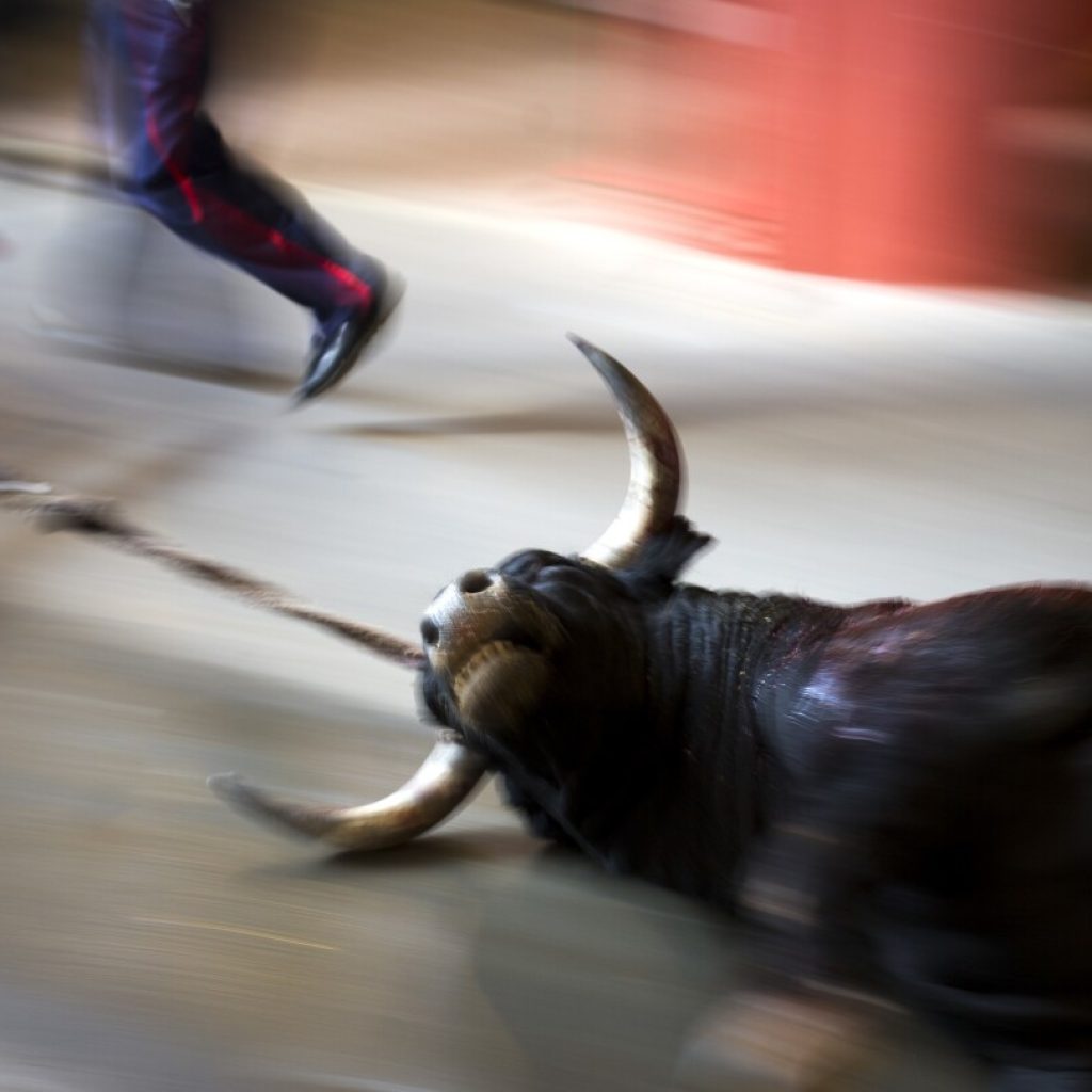 A new Spanish law strengthens animal rights but exempts bullfights and hunting with dogs | AP News