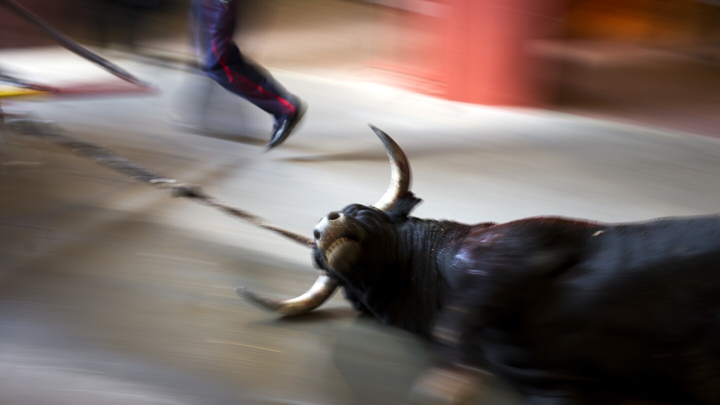 A new Spanish law strengthens animal rights but exempts bullfights and hunting with dogs | AP News