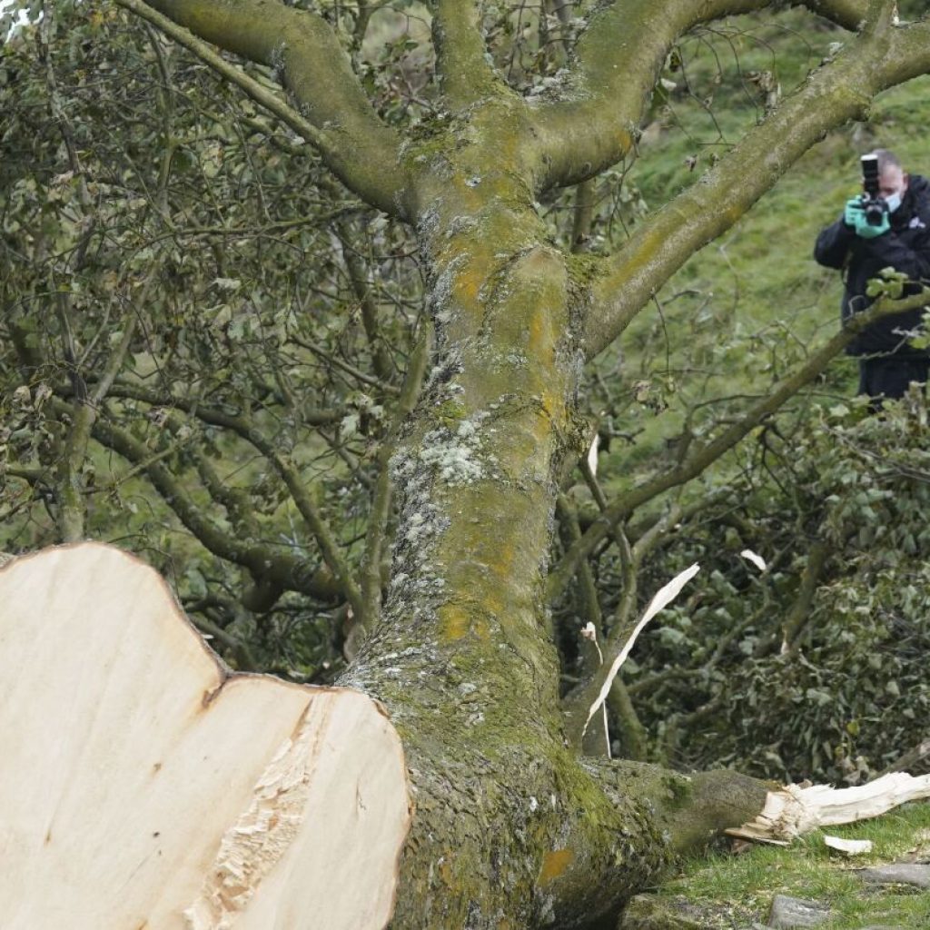 16-year-old male arrested on suspicion of felling a landmark tree in England released on bail | AP News